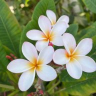 Aloha